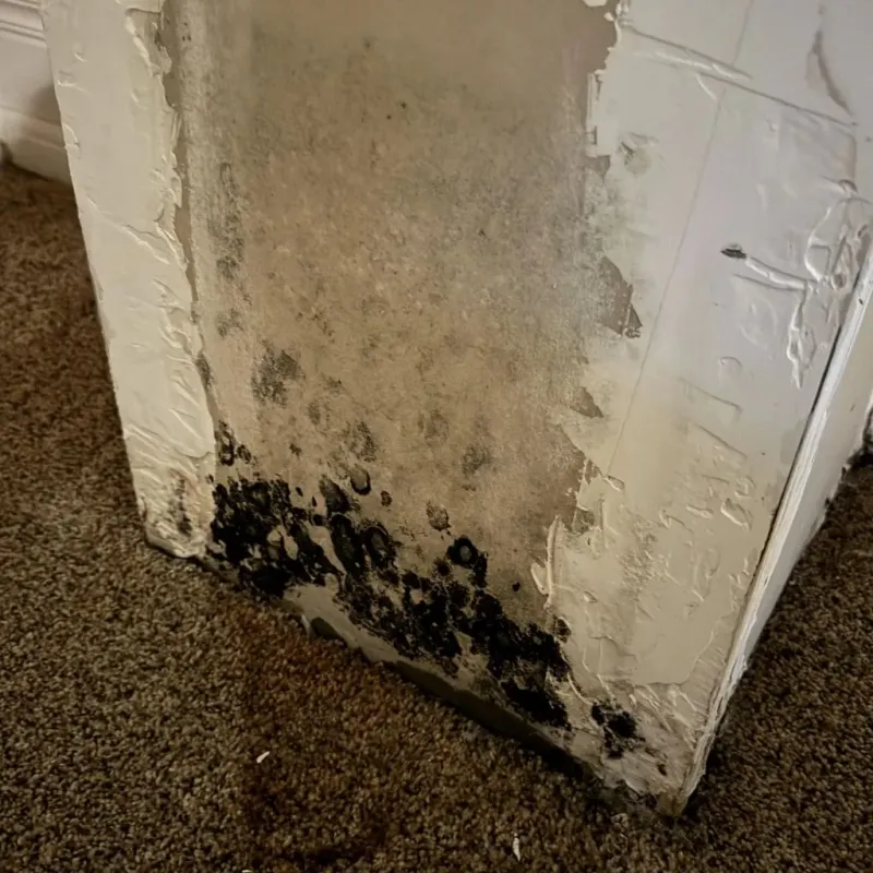 Professional Mold Removal in Selma, NC